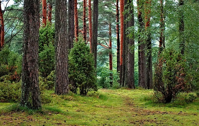 Bory Tucholskie