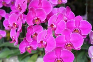 Malezyjskie orchidee