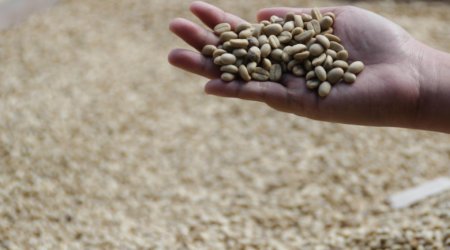 Ziarna kawy kopi luwak